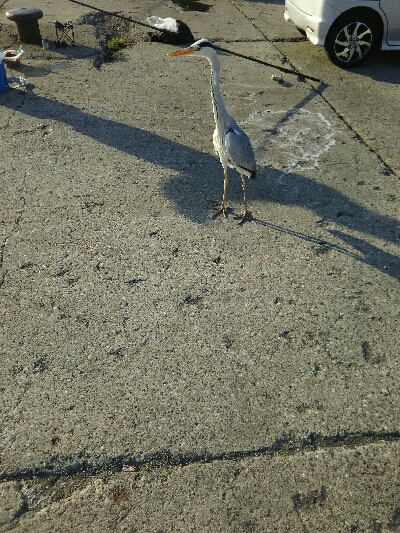 サビキでイワシ