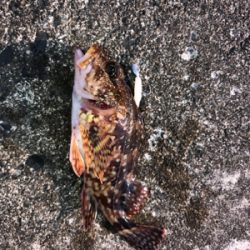 朝から釣りをする(笑)。