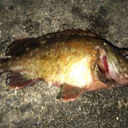 アジングを堪能！