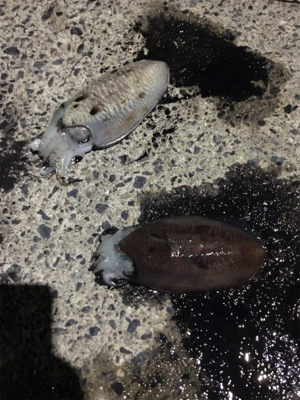 コウイカ釣行