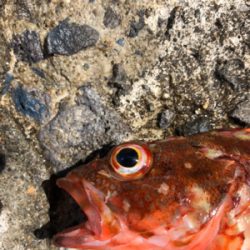 ガシラ爆釣、青物不発