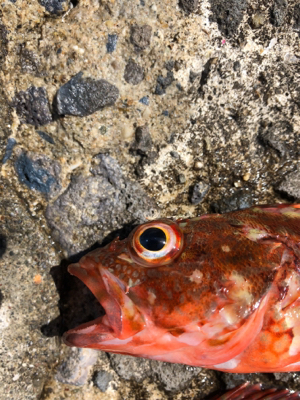 ガシラ爆釣、青物不発