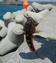 ぶらぶらブラクリ 穴釣り