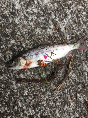 放流日の夕まずめに行ってきた