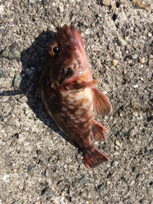 ショアジギなのに。