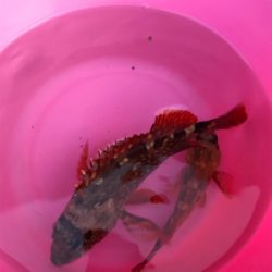 子供と一緒にガシラ釣り