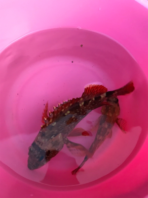 子供と一緒にガシラ釣り