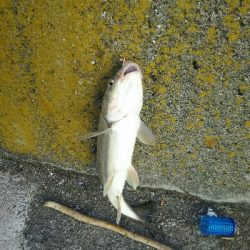 アジ、マルタウグイ