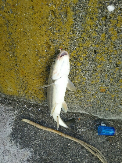 アジ、マルタウグイ