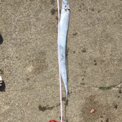 少なくなってきた〜〜