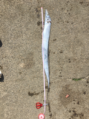 少なくなってきた〜〜