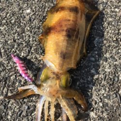 朝イチエギング