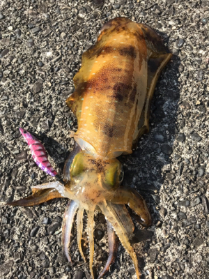 朝イチエギング