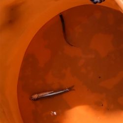 カタクチイワシ