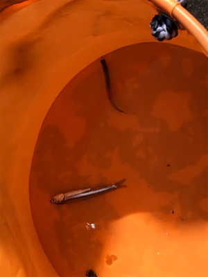 カタクチイワシ