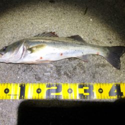 四日市バチシーバス