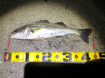 四日市バチシーバス