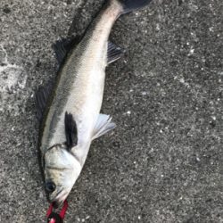 連休シーバス最終日