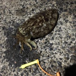 コウイカ 釣行
