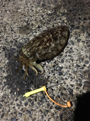 コウイカ 釣行
