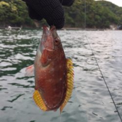 手漕ぎボートでガシラとベラが大量@西小川