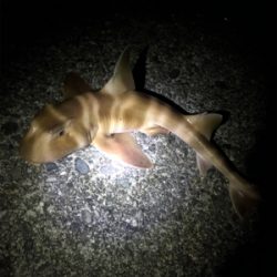 初の紀東マダイ狙い