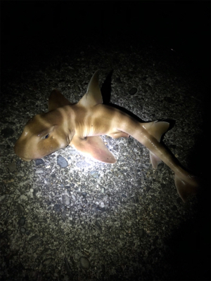 初の紀東マダイ狙い