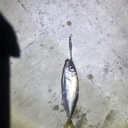 イカ釣れたᔦ˙灬˙ᔨ