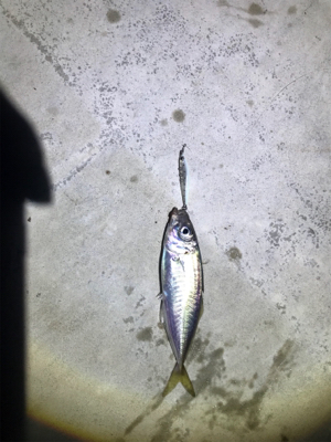 イカ釣れたᔦ˙灬˙ᔨ