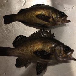 メバリング！最後かな？(^^)