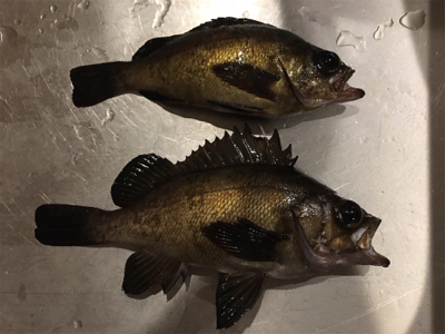 メバリング！最後かな？(^^)