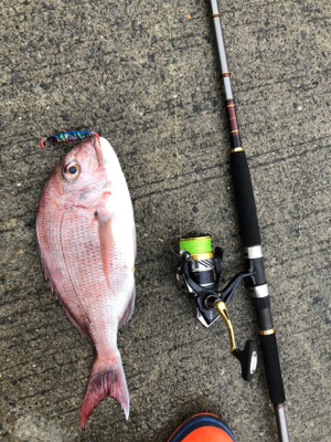 イカ釣れないからメタルジグなげたら！