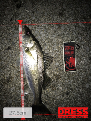 四日市クルバチパターン