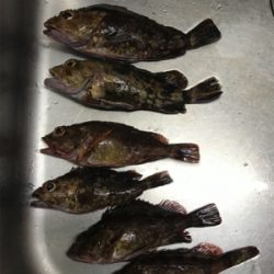 アジングののはずが