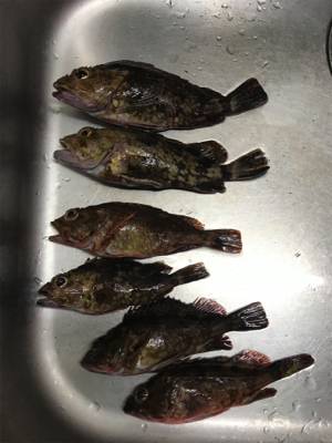 アジングののはずが