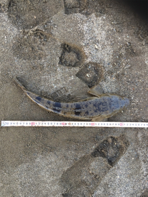 ちょっと!まっすぐになって‼︎‼︎