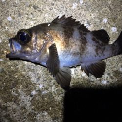 久しぶりのメバリング調査へ