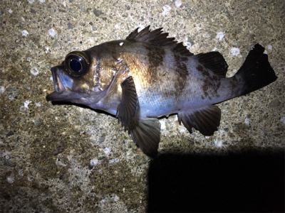 久しぶりのメバリング調査へ