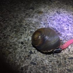 ナイトシーバス