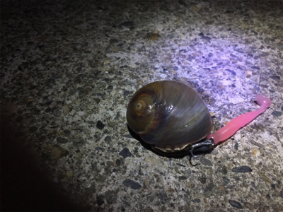 ナイトシーバス