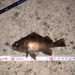 漁港メバリング