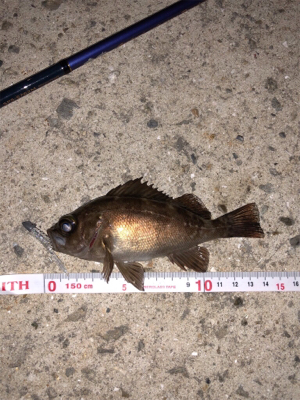 漁港メバリング