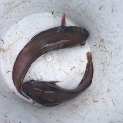 アコウ狙いだったのに