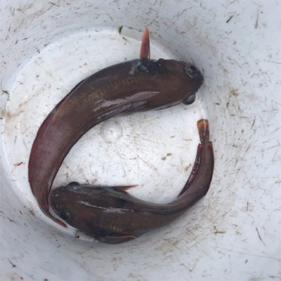 アコウ狙いだったのに