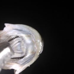 バチ抜けシーバス