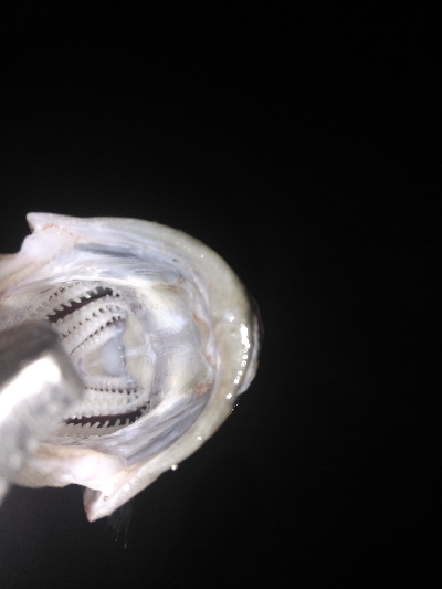 バチ抜けシーバス