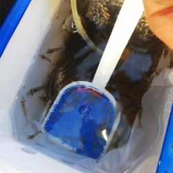 エビ撒き釣りにて