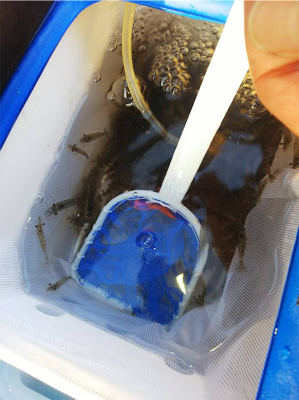 エビ撒き釣りにて