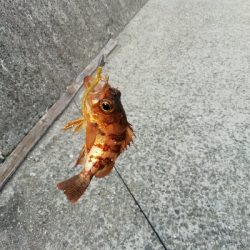 福良漁港にて(旅行のついでに)