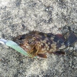 シーバス釣行！！